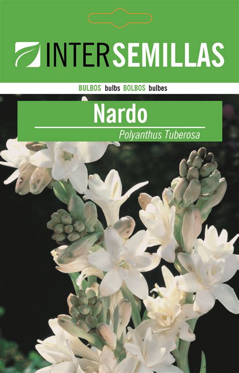 TUBEROSA – Intersemillas