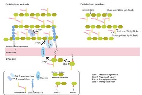 Figure From Staphylococcus Aureus Cell Wall Maintenance The