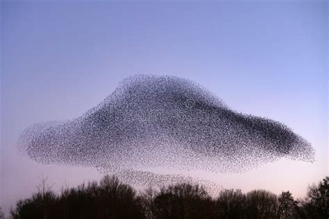 Beautiful Large Flock of Starlings. Stock Photo - Image of european ...