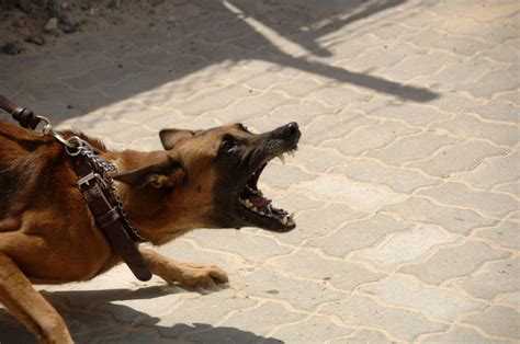 La Rabia En Perros Todo Lo Que Debes Saber Wakyma