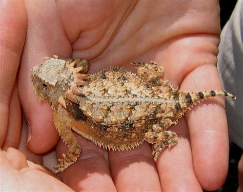 Regal Horned Lizard Facts and Pictures | Reptile Fact