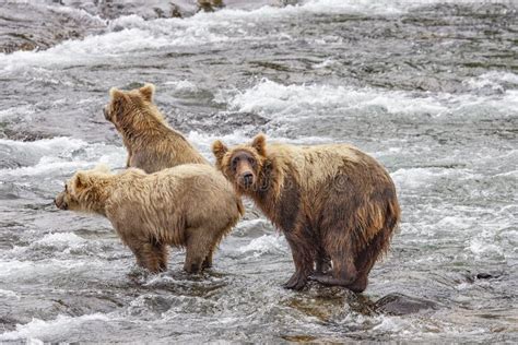 Grizzly Bears Fishing For Salmon Stock Photo - Image of alaska ...