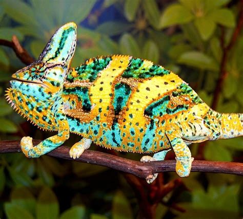 Veiled Chameleon Facts And Pictures