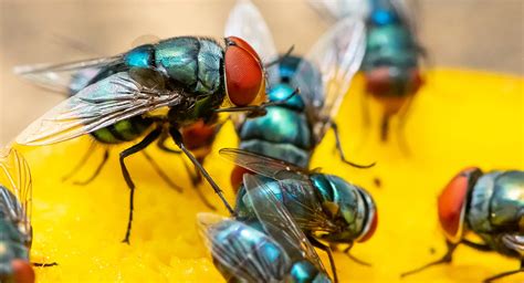 The Essential Guide To Flies Ehrlich Pest Control