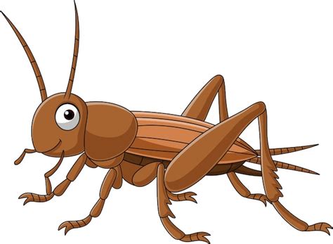 Cricket Insect Clipart Pictures