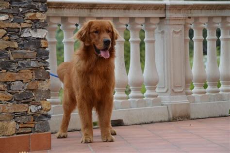 Golden Retriever Carattere Cure Curiosit E Consigli Su Questa Razza