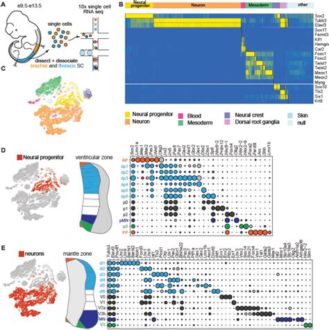 Single Cell Transcriptomics Reveals Spatial And Temporal Dynamics Of