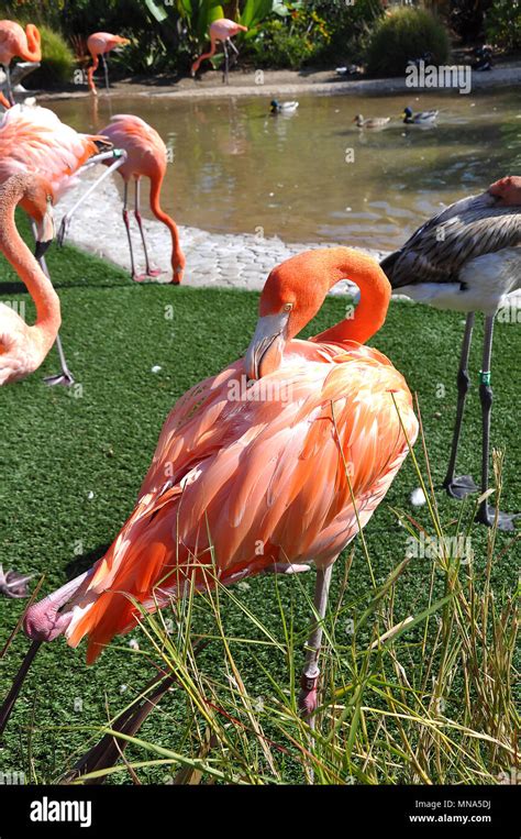 Beautiful Pink Flamingo Stock Photo - Alamy