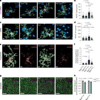 Spp Upregulation At Onset Of Microgliasynapse Phagocytosis A