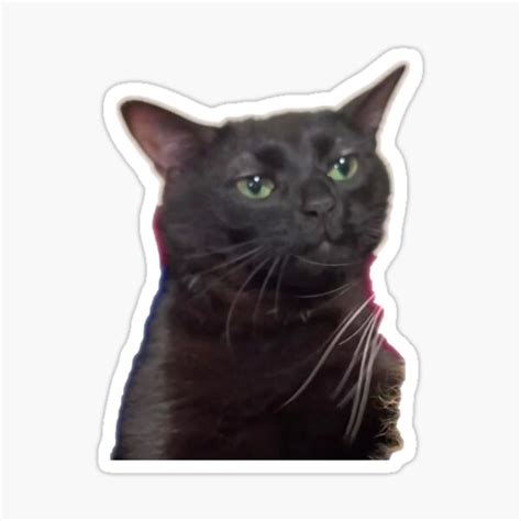 "Zoned Out Cat" Sticker for Sale by Cameron-Bell | Redbubble