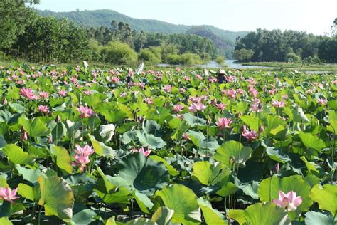 Exploring Stunning Lotus Flower Fields Of Quang Nam