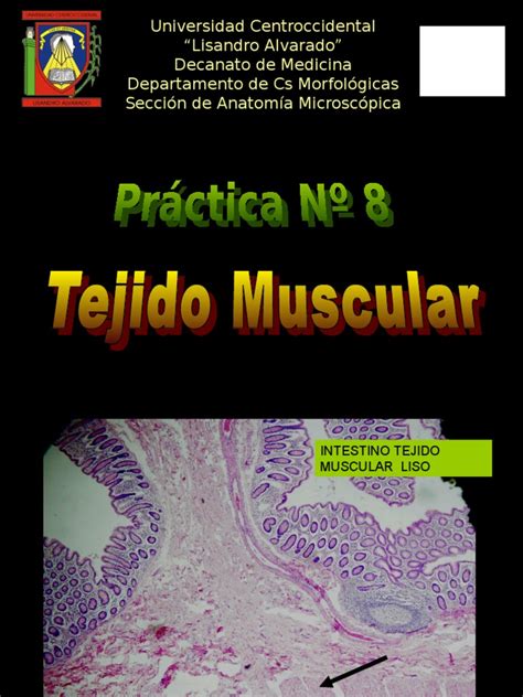 Pdf Pr Ctica No Tejido Muscular Laminas Dokumen Tips