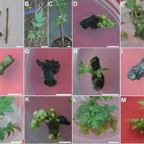 Direct Shoot Organogenesis From In Vivo And In Vitro Sources Of Leaves