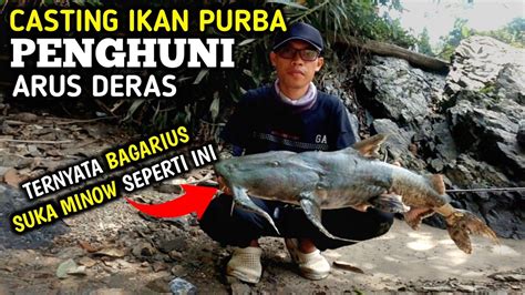 CASTING BAGARIUS SI IKAN PURBA TENAGANYA LUAR BIASA KUAT YouTube