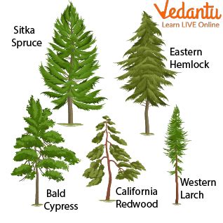 Coniferous Trees Learn Definition Facts Examples