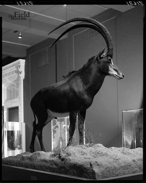 Field Museum Photo Archives — Mammal Monday Giant Sable Antelope Is A