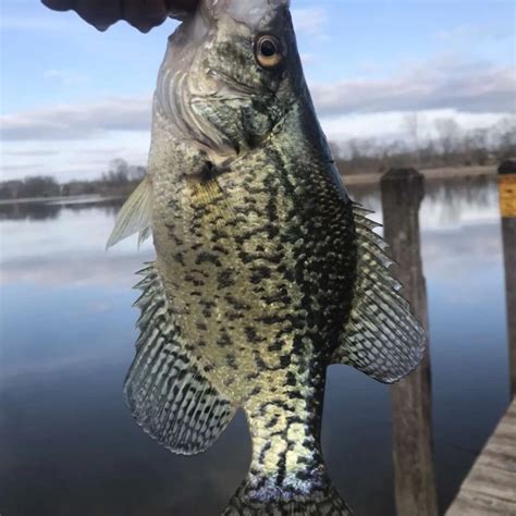 ᐅ Cary Lake fishing reports🎣• Coldwater, MI (United States) fishing