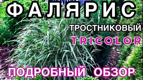 🌾ФАЛЯРИС 🌾тростниковый 🌾сорт ‘ТРИКОЛОР’ в моем саду⭐️ОБЗОР🌿Делюсь ...