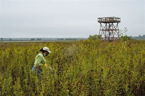 Native Seed Harvest At The Dixon Waterfowl Refuge — The Wetlands Initiative