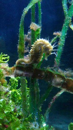 Sea Life Aquarium (Benalmadena) - 2018 All You Need to Know BEFORE You ...