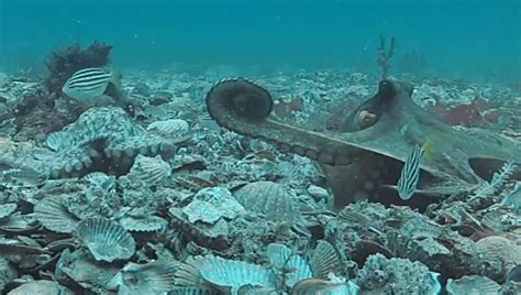 Gloomy Octopuses Fling Shells and Silt At Each Other | IFLScience