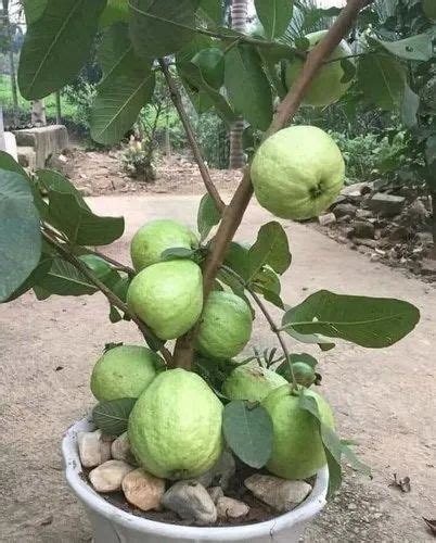 Full Sun Exposure Green VNR Guava Plants For Fruits Rs 49 Plant ID