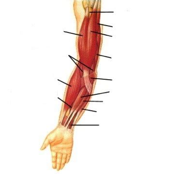 Muscles Of The Elbow Diagram Quizlet