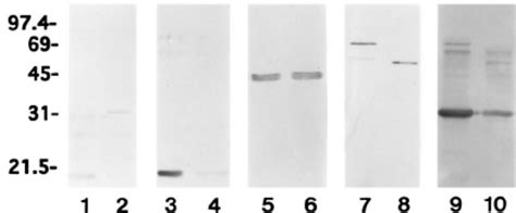 Proteinase K Accessibility Of Dbp And Orf 1 Encoded Protein In B