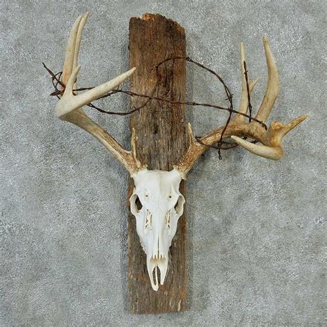 Whitetail Skull And Antlers Taxidermy Mount 13210 For Sale The Taxidermy Store Skull Mount