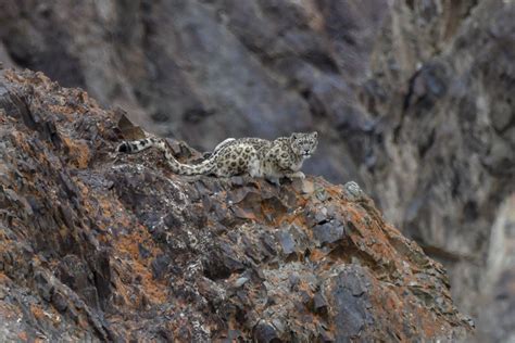 Northern India March 2023 Mammal Watching