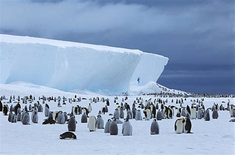 160+ Emperor Penguin Colony Stock Photos, Pictures & Royalty-Free ...