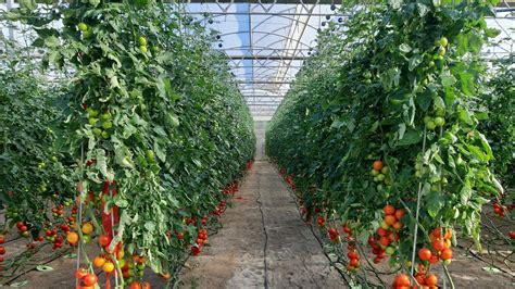 La Mejora Varietal En El Cultivo Del Tomate I D I Tecnología Hortícola