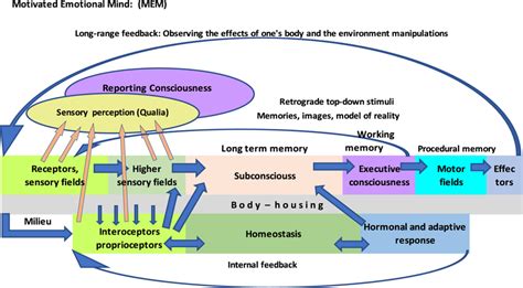 The Top Bar Symbolizes The Processes In The Cortical Fields Of The