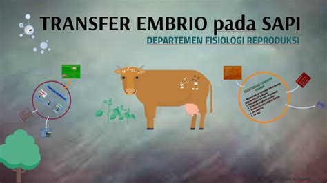 Transfer Embrio Te Sapi By Supendi Xaliwader On Prezi