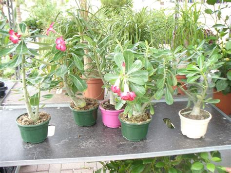 Adenium obesum pour le désert de croissance de chien Amazon fr Jardin