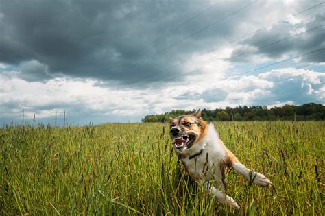 Raiva canina tudo o que você precisa saber