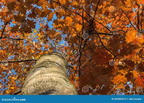 Red oak leaves stock photo. Image of leaf, orange, beauty - 282884510