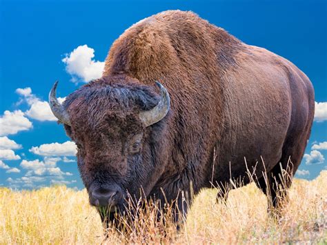 8 Best Attractions You Can Explore in Wyoming - MaryForWyoming.com