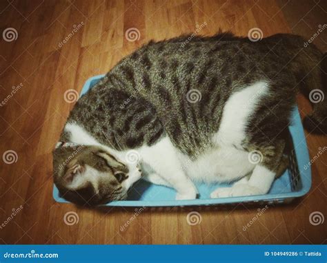 Sleeping Cat In A Basket Tray Stock Photo Image Of Adorable Whit