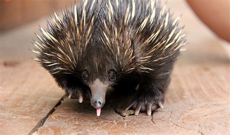 Echidna puggle on the road to recovery - Australian Geographic