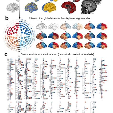 Multivariate Genome Wide Association Study Gwas Of Brain Shape A