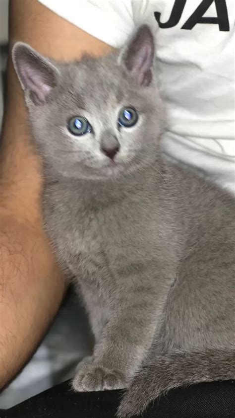 Russian Blue Cat Russische Blau Katze In 2022 Russische Blaue