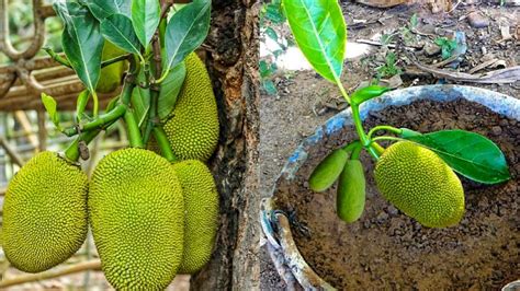 Amazing Women Grafting Jackfruit Tree With Special Recipe In Papaya