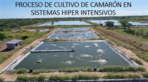 PROCESO DE CULTIVO DE CAMARÓN EN SISTEMAS HIPER INTENSIVOS Parte 1