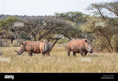 Three White Rhino In Southern African Savanna Stock Photo Alamy