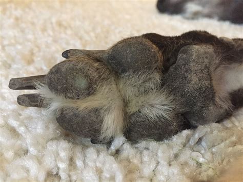 What Causes Dog Corns