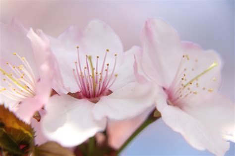 Pinke Blumen Kirschblüten Sakura Kostenloses Foto auf Pixabay Pixabay