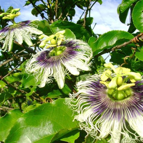 ﻿Çarkıfelek Çiçeği Tohumu Passiflora Edulis Maruçya Meyvesi