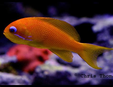 Orange Saltwater Fish