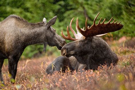 Newsela | Moose migration to Arctic may signal fight to survive climate change